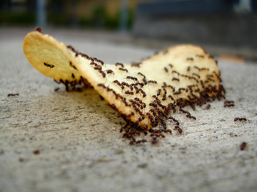 Ants on chip