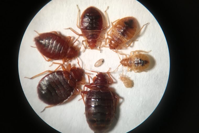 Bed Bug life stages