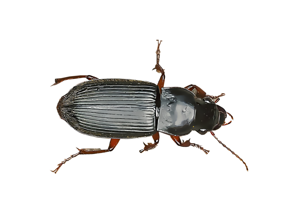 Ground black beetle