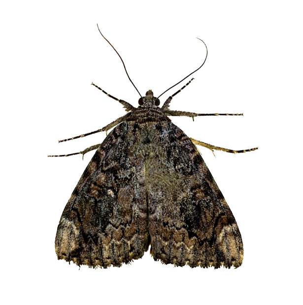 Miller moth