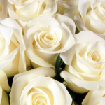 Photo of white roses